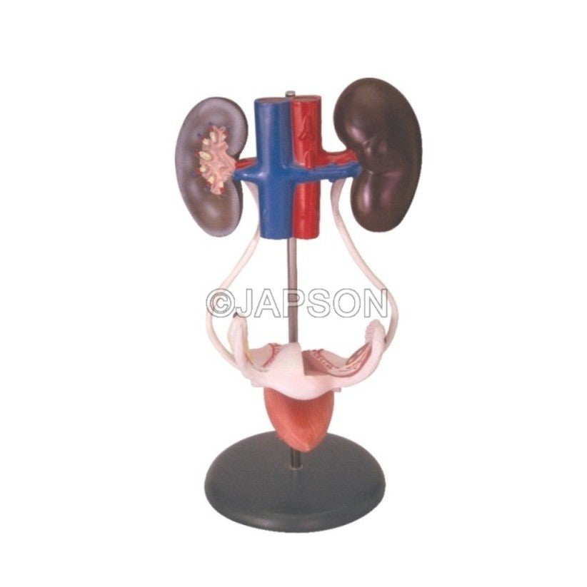 Human Female Urogenital Human Female Urogenital